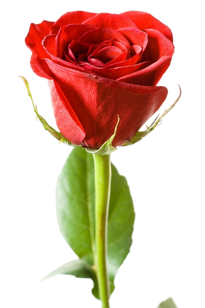 Software Florícola Syra